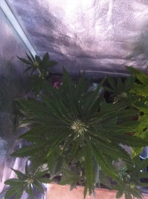 Grow-Report Dark Devil Auto, Woche 4, Foto 4
