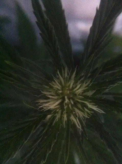 Grow-Report Dark Devil Auto, Woche 4, Foto 5