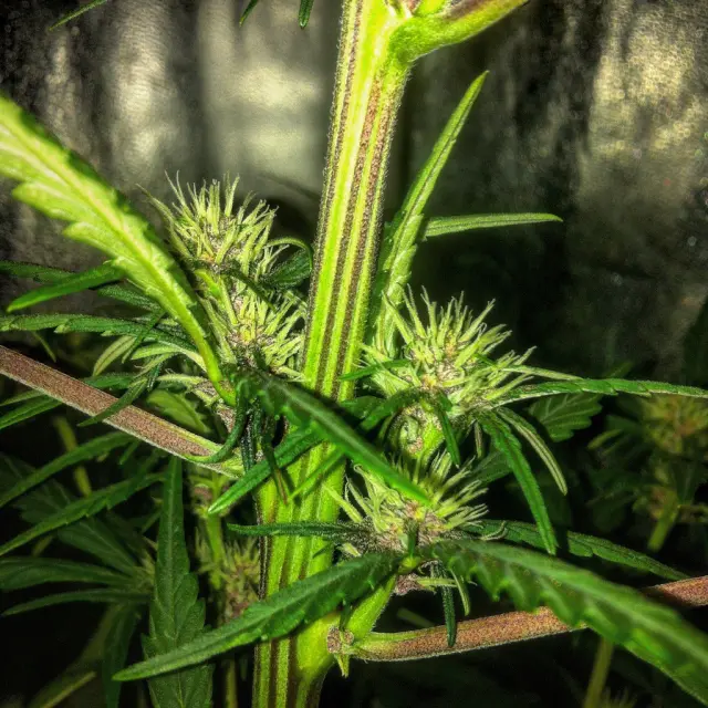 Grow-Report Dark Devil Auto, Woche 4, Foto 6