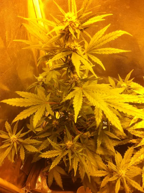 Grow-Report Dark Devil Auto, Woche 4, Foto 7