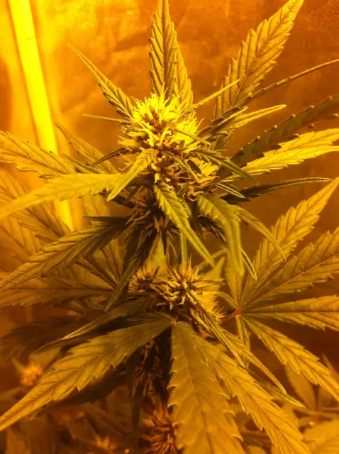 Grow-Report Dark Devil Auto, Woche 4, Foto 8