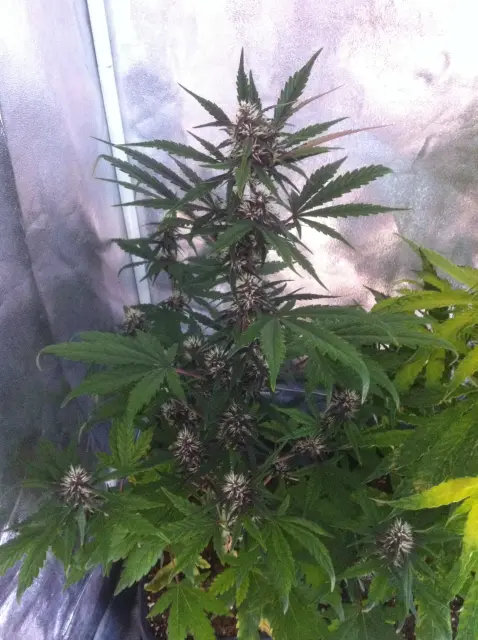 Grow-Report Dark Devil Auto, Woche 5, Foto 1