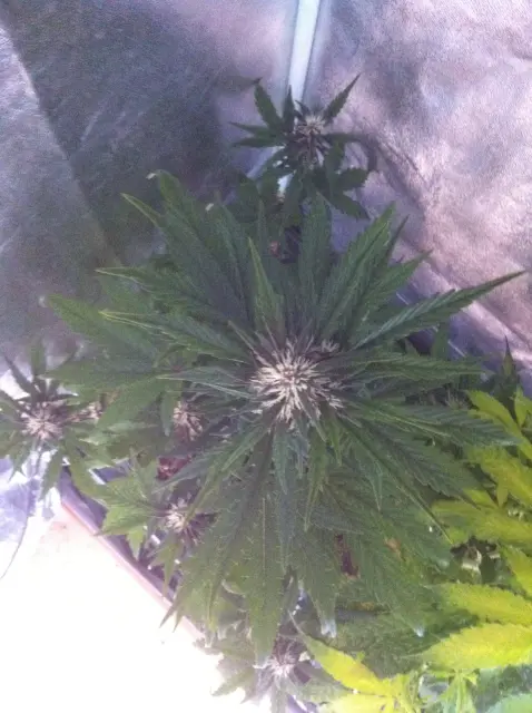 Grow-Report Dark Devil Auto, Woche 5, Foto 2