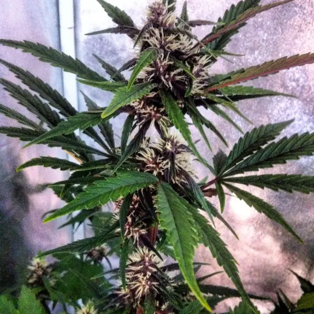 Grow-Report Dark Devil Auto, Woche 5, Foto 3