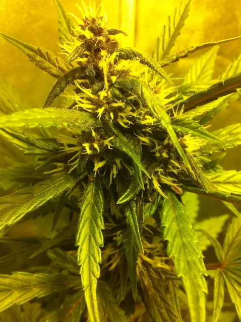 Grow-Report Dark Devil Auto, Woche 5, Foto 4