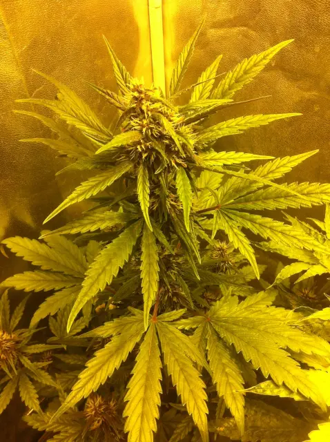 Grow-Report Dark Devil Auto, Woche 5, Foto 5