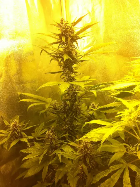 Grow-Report Dark Devil Auto, Woche 5, Foto 6
