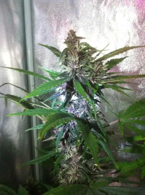 Grow-Report Dark Devil Auto, Woche 6, Foto 1
