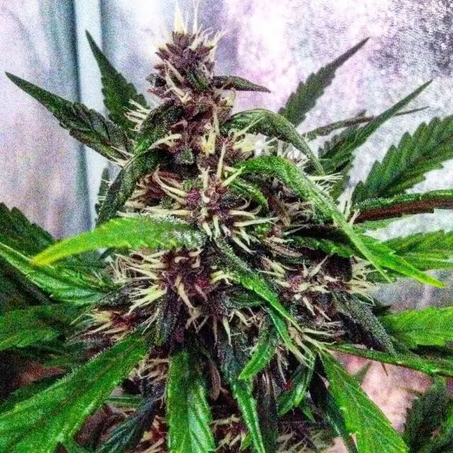 Grow-Report Dark Devil Auto, Woche 6, Foto 2