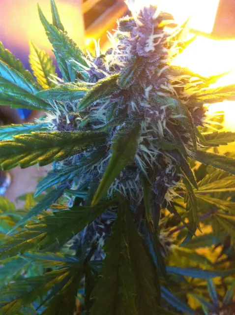 Grow-Report Dark Devil Auto, Woche 6, Foto 3
