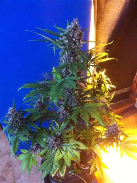 Grow-Report Dark Devil Auto, Woche 6, Foto 4