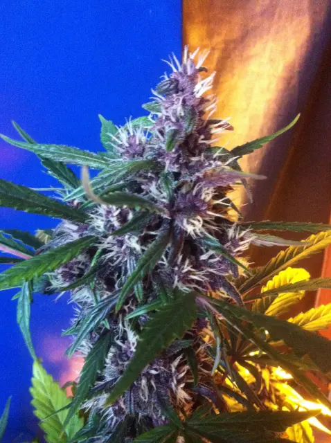 Grow-Report Dark Devil Auto, Woche 6, Foto 5