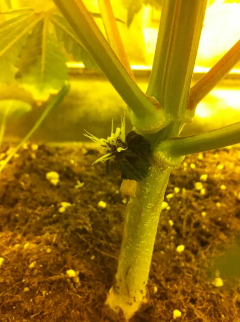 Grow-Report Dark Devil Auto, Woche 6, Foto 6