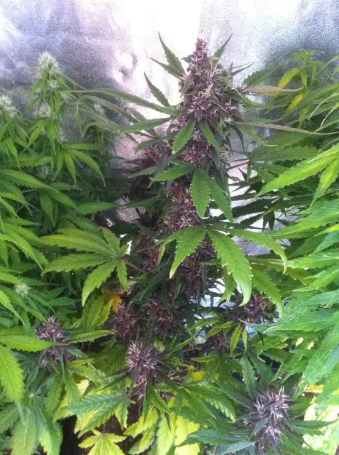 Grow-Report Dark Devil Auto, Woche 7, Foto 1