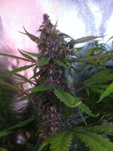 Grow-Report Dark Devil Auto, Woche 7, Foto 2