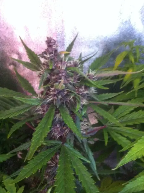Grow-Report Dark Devil Auto, Woche 7, Foto 3