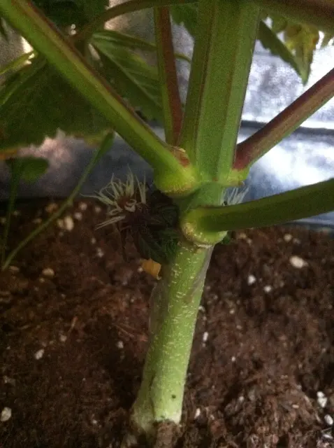 Grow-Report Dark Devil Auto, Woche 7, Foto 4