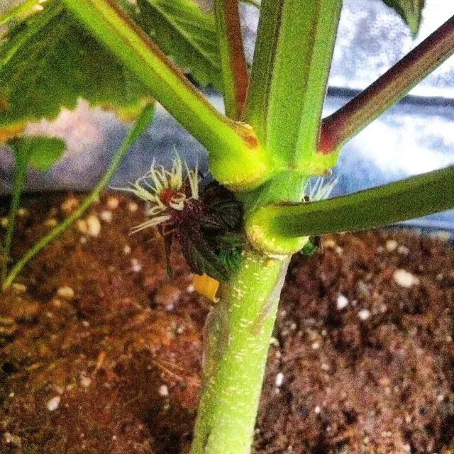 Grow-Report Dark Devil Auto, Woche 7, Foto 5