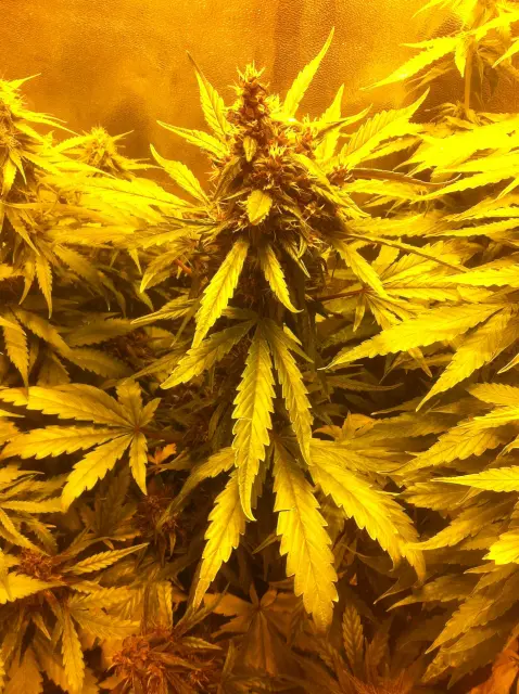 Grow-Report Dark Devil Auto, Woche 7, Foto 6