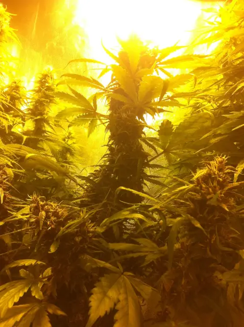 Grow-Report Dark Devil Auto, Woche 7, Foto 7