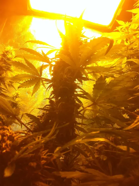 Grow-Report Dark Devil Auto, Woche 7, Foto 8