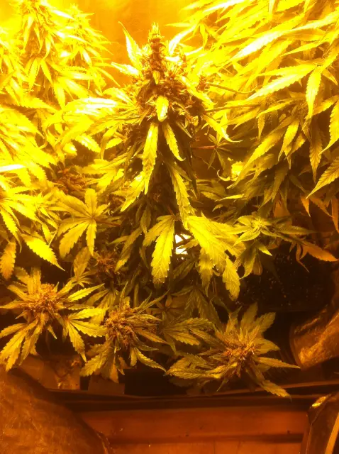Grow-Report Dark Devil Auto, Woche 8, Foto 1