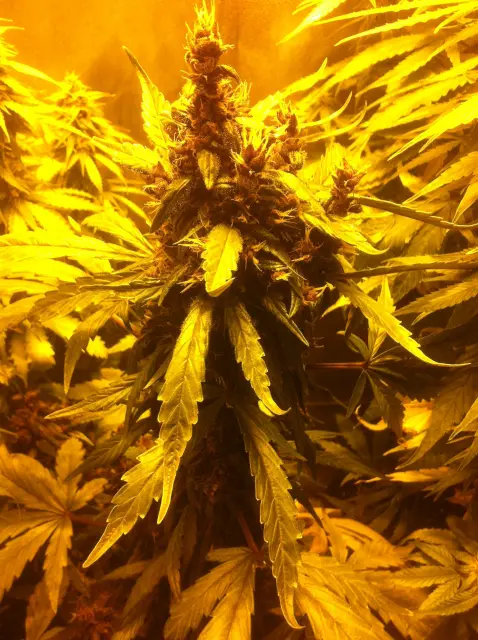 Grow-Report Dark Devil Auto, Woche 8, Foto 2