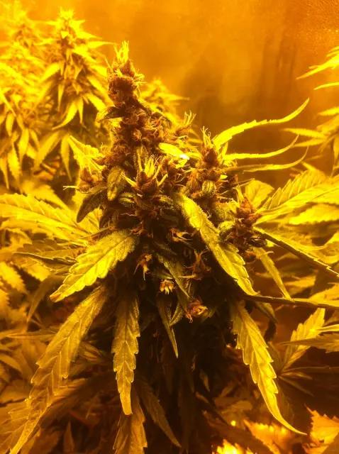 Grow-Report Dark Devil Auto, Woche 8, Foto 3