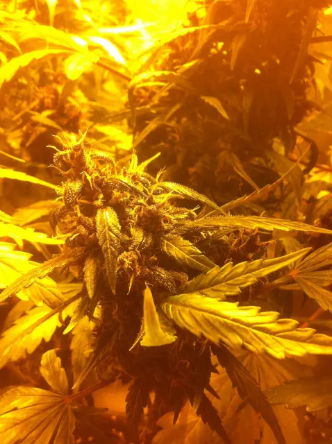 Grow-Report Dark Devil Auto, Woche 8, Foto 4