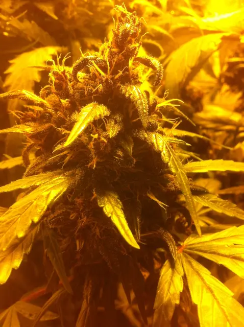 Grow-Report Dark Devil Auto, Woche 8, Foto 5