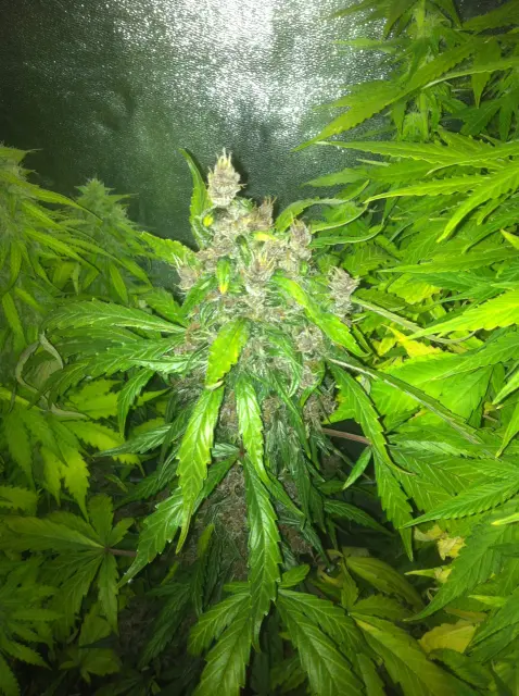 Grow-Report Dark Devil Auto, Woche 9, Foto 1
