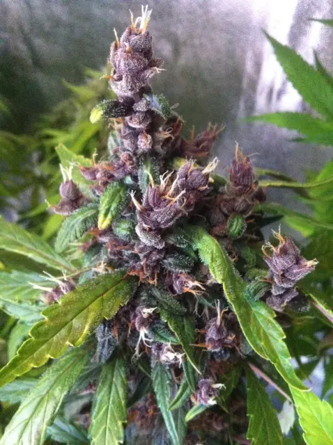 Grow-Report Dark Devil Auto, Woche 9, Foto 10