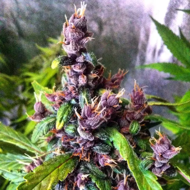Grow-Report Dark Devil Auto, Woche 9, Foto 11
