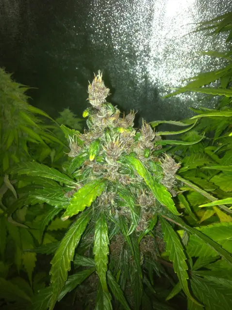Grow-Report Dark Devil Auto, Woche 9, Foto 2