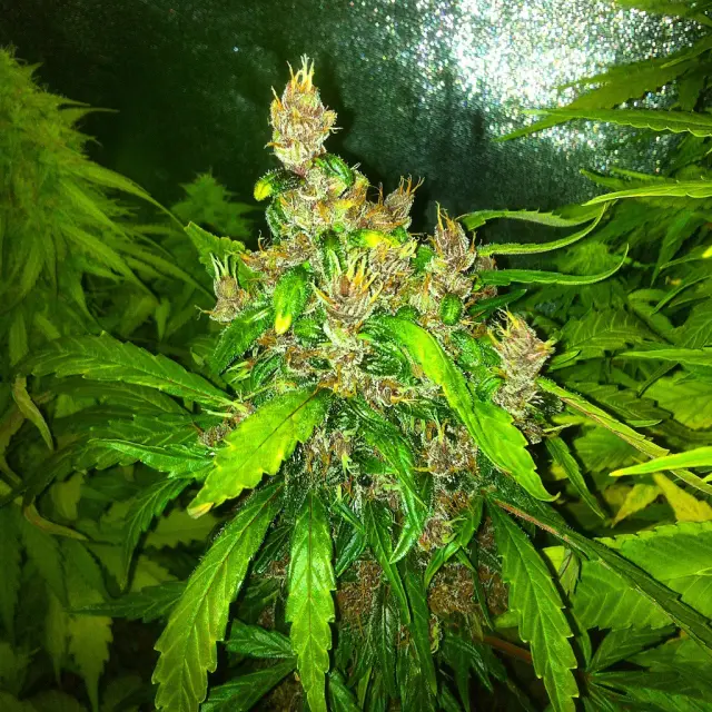 Grow-Report Dark Devil Auto, Woche 9, Foto 3
