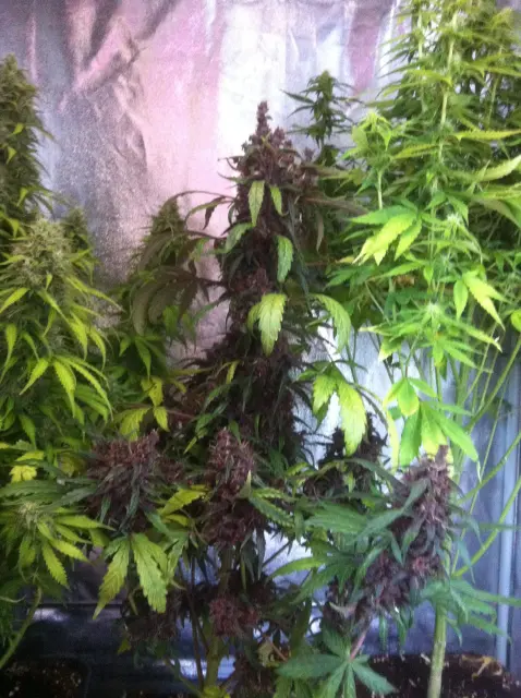 Grow-Report Dark Devil Auto, Woche 9, Foto 4