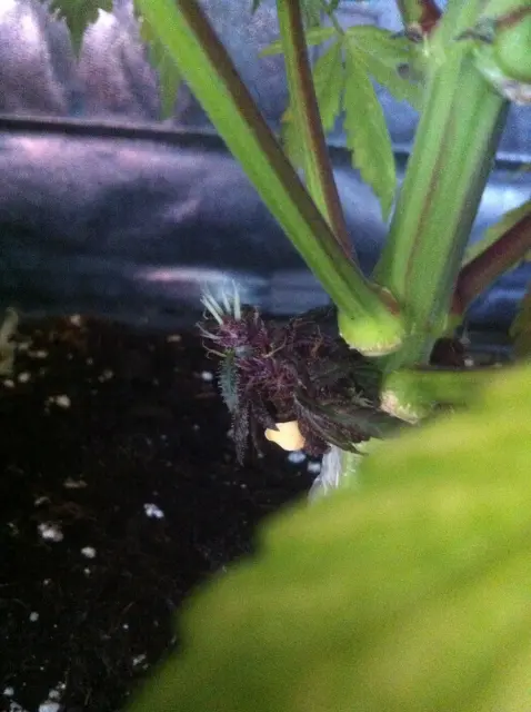 Grow-Report Dark Devil Auto, Woche 9, Foto 5