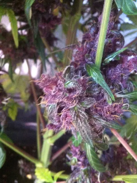 Grow-Report Dark Devil Auto, Woche 9, Foto 6