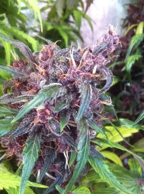 Grow-Report Dark Devil Auto, Woche 9, Foto 7