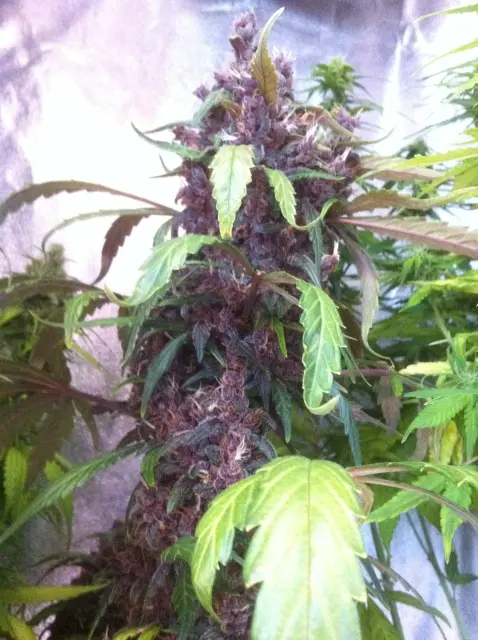 Grow-Report Dark Devil Auto, Woche 9, Foto 8