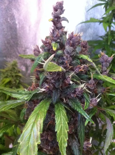 Grow-Report Dark Devil Auto, Woche 9, Foto 9