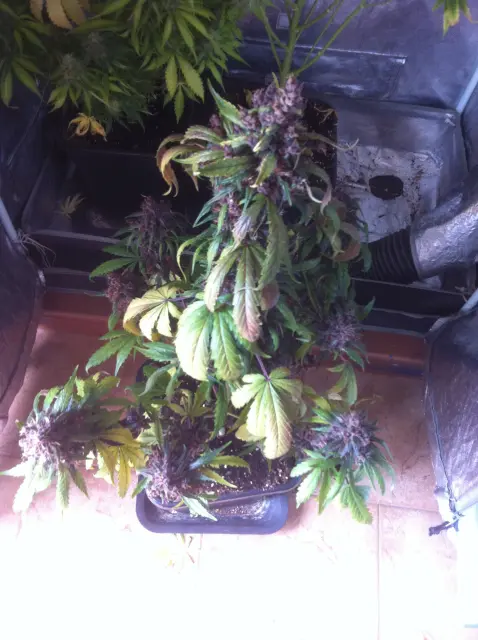 Grow-Report Dark Devil Auto, Woche 10, Foto 1