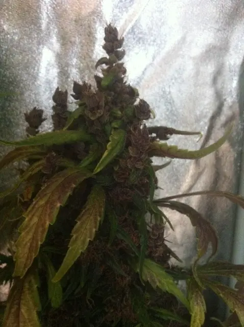 Grow-Report Dark Devil Auto, Woche 10, Foto 10