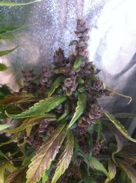 Grow-Report Dark Devil Auto, Woche 10, Foto 11
