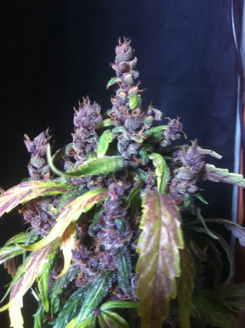Grow-Report Dark Devil Auto, Woche 10, Foto 12