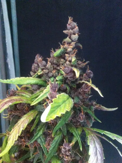 Grow-Report Dark Devil Auto, Woche 10, Foto 13