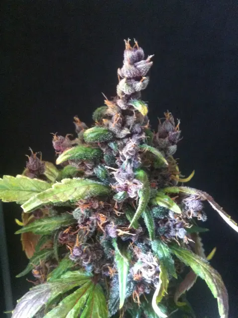 Grow-Report Dark Devil Auto, Woche 10, Foto 14