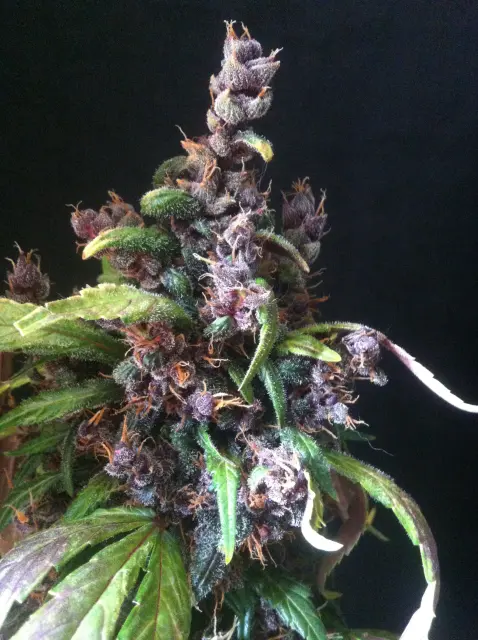 Grow-Report Dark Devil Auto, Woche 10, Foto 15