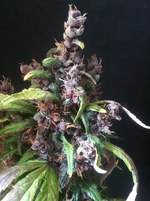 Grow-Report Dark Devil Auto, Woche 10, Foto 16