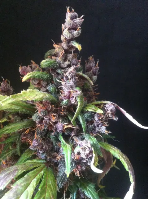 Grow-Report Dark Devil Auto, Woche 10, Foto 17